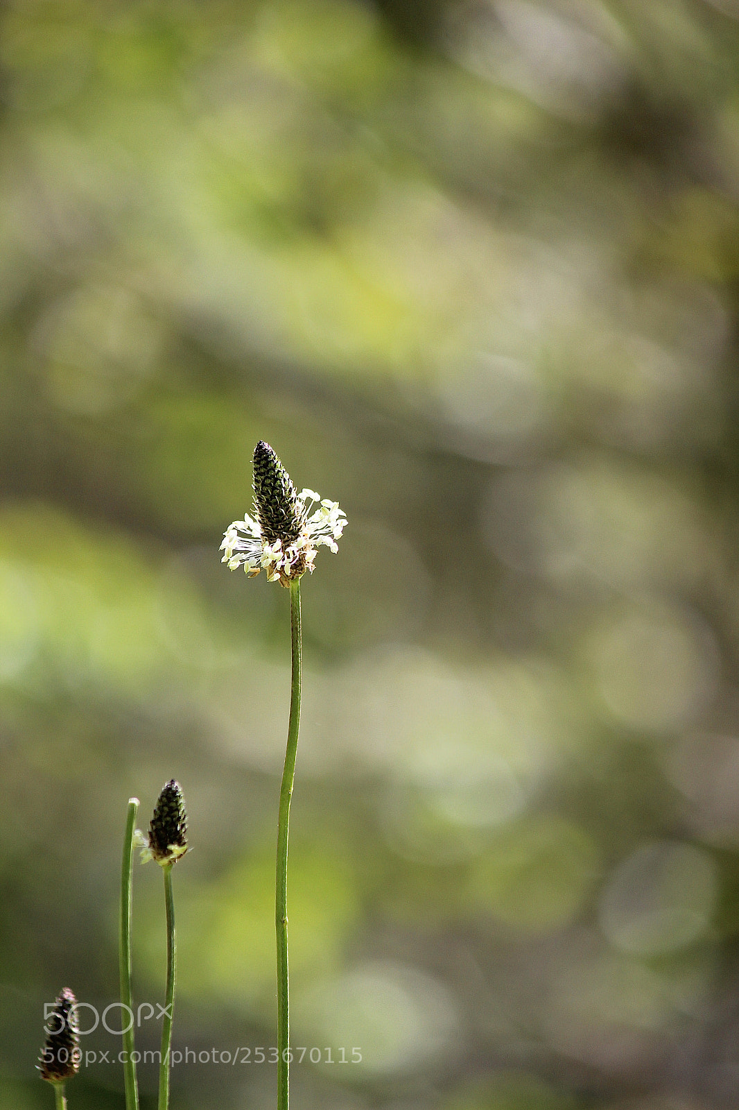 Canon EOS 600D (Rebel EOS T3i / EOS Kiss X5) sample photo. Spring bokeh photography