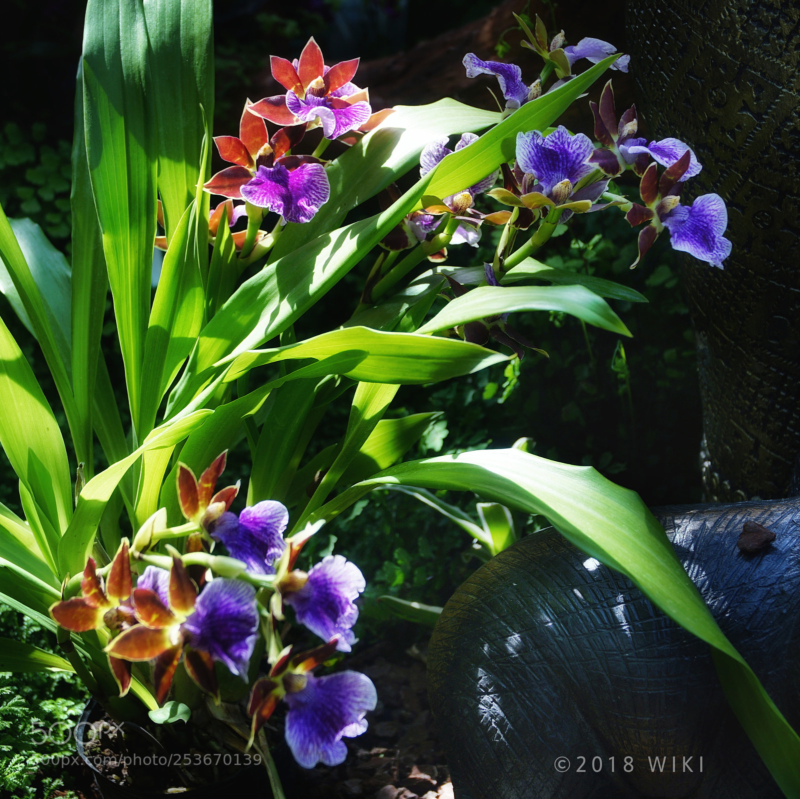 Sony a5100 sample photo. Orchid photography