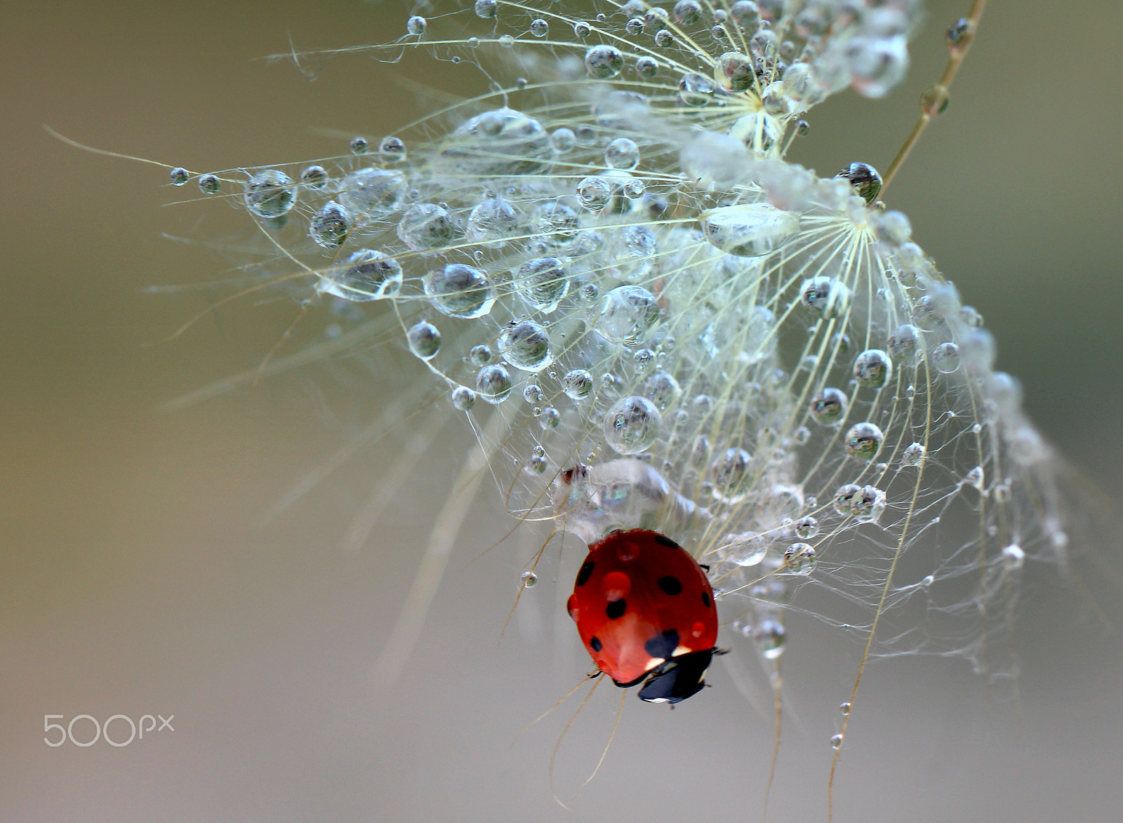 Canon EF 100mm F2.8L Macro IS USM sample photo. Ladybird photography