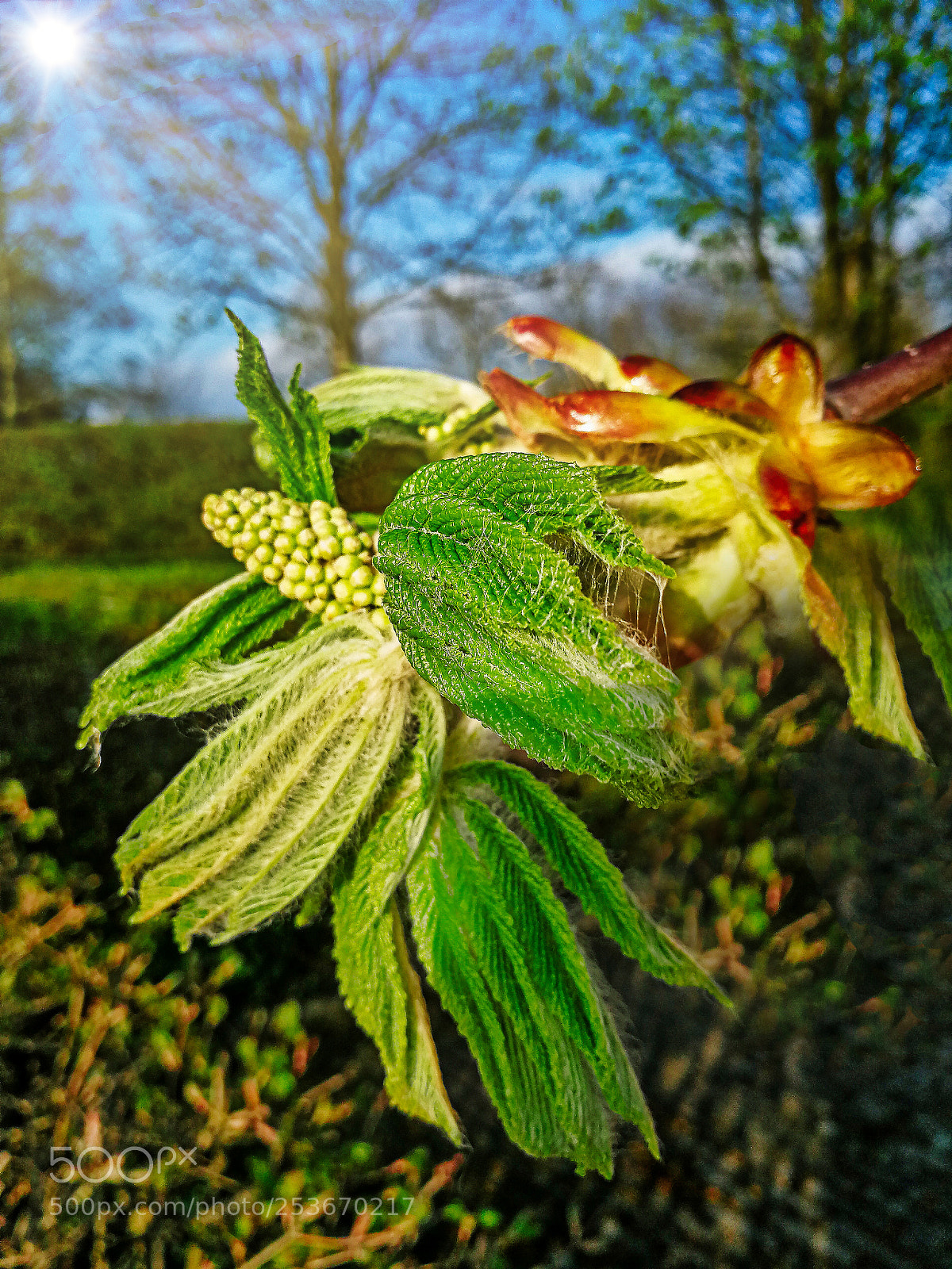 HUAWEI P10 sample photo. De kastanjelaar,chestnuttree. photography