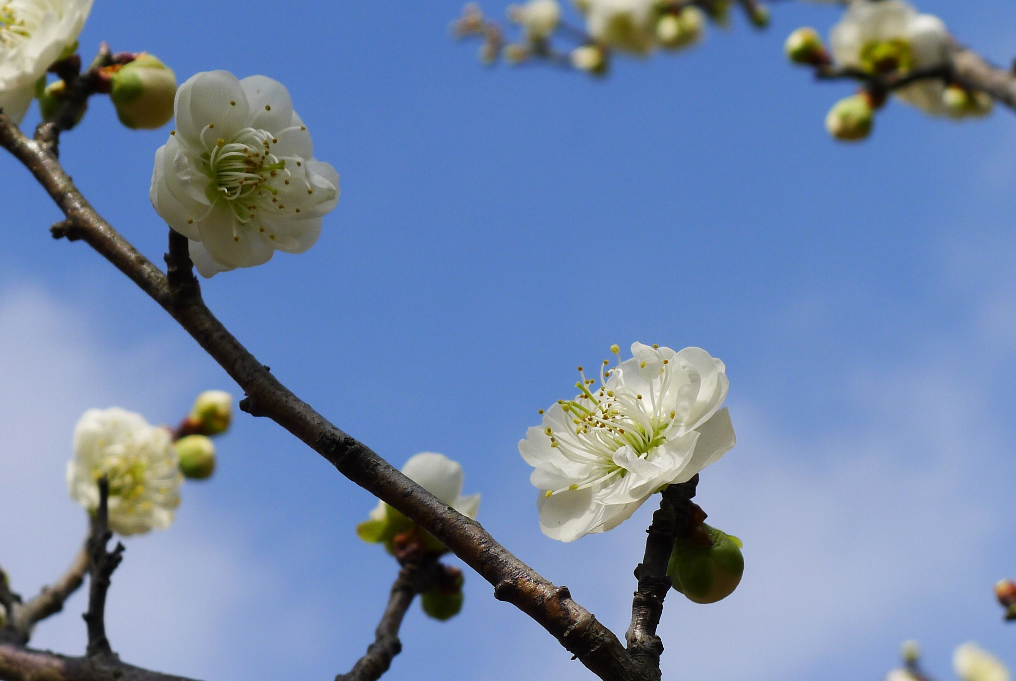 Panasonic Lumix DMC-LX5 sample photo. 梅花 photography