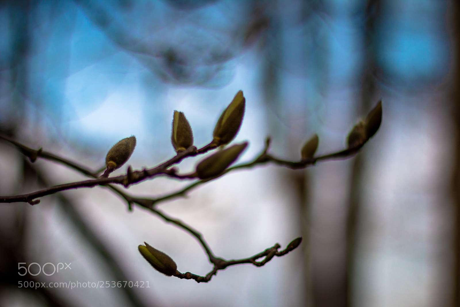 Canon EOS 70D sample photo. The spring photography