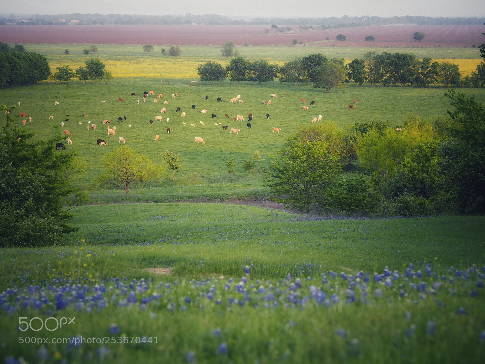 Olympus OM-D E-M10 sample photo. Texas photography