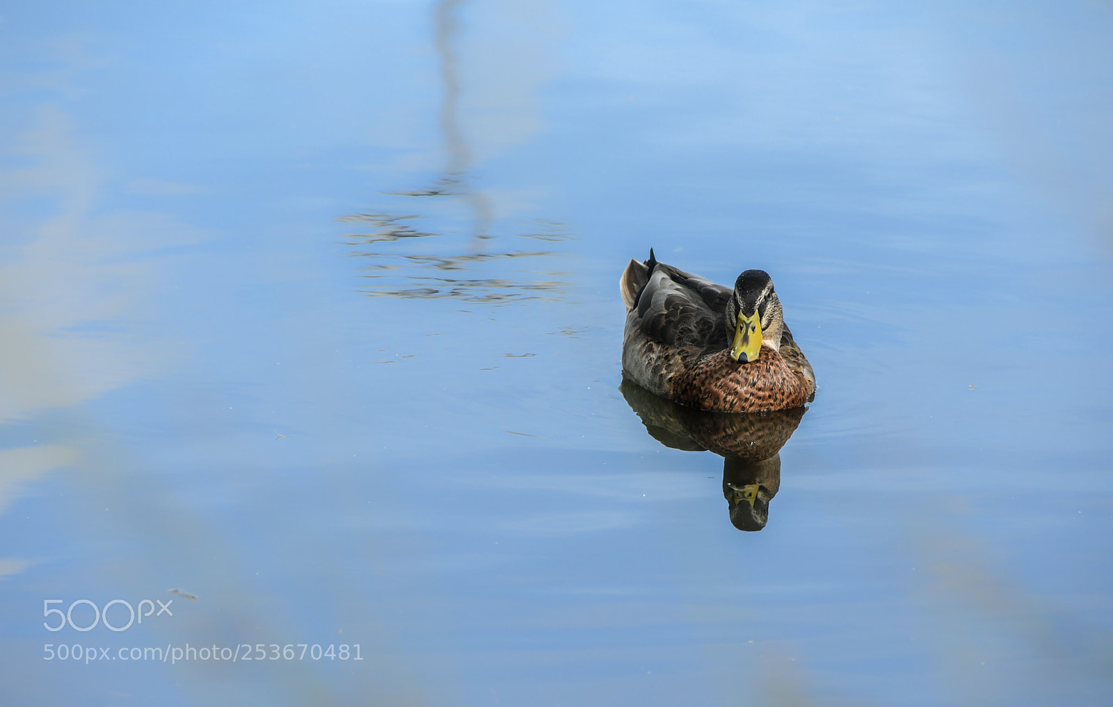 Nikon D500 sample photo. Duck photography