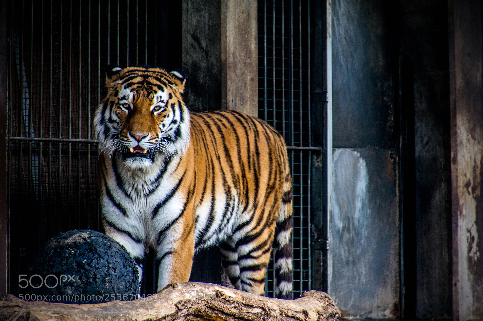 Nikon D7100 sample photo. In the zoo #2 photography