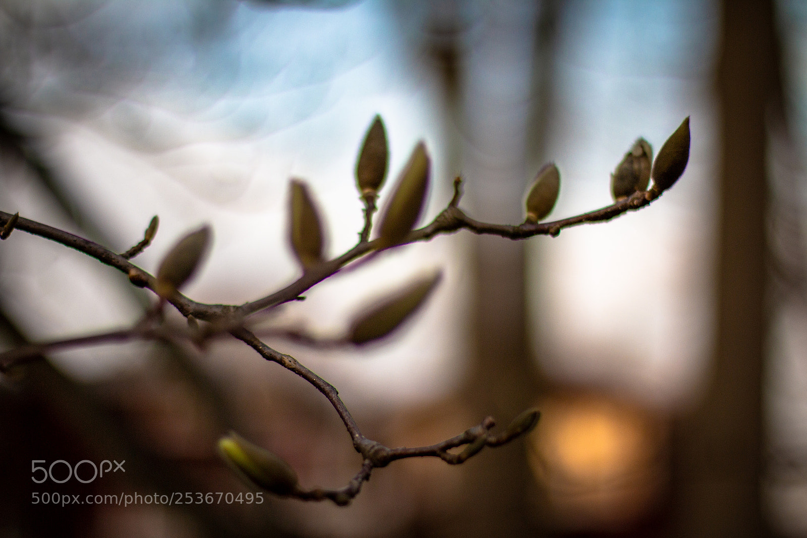 Canon EOS 70D sample photo. The spring photography