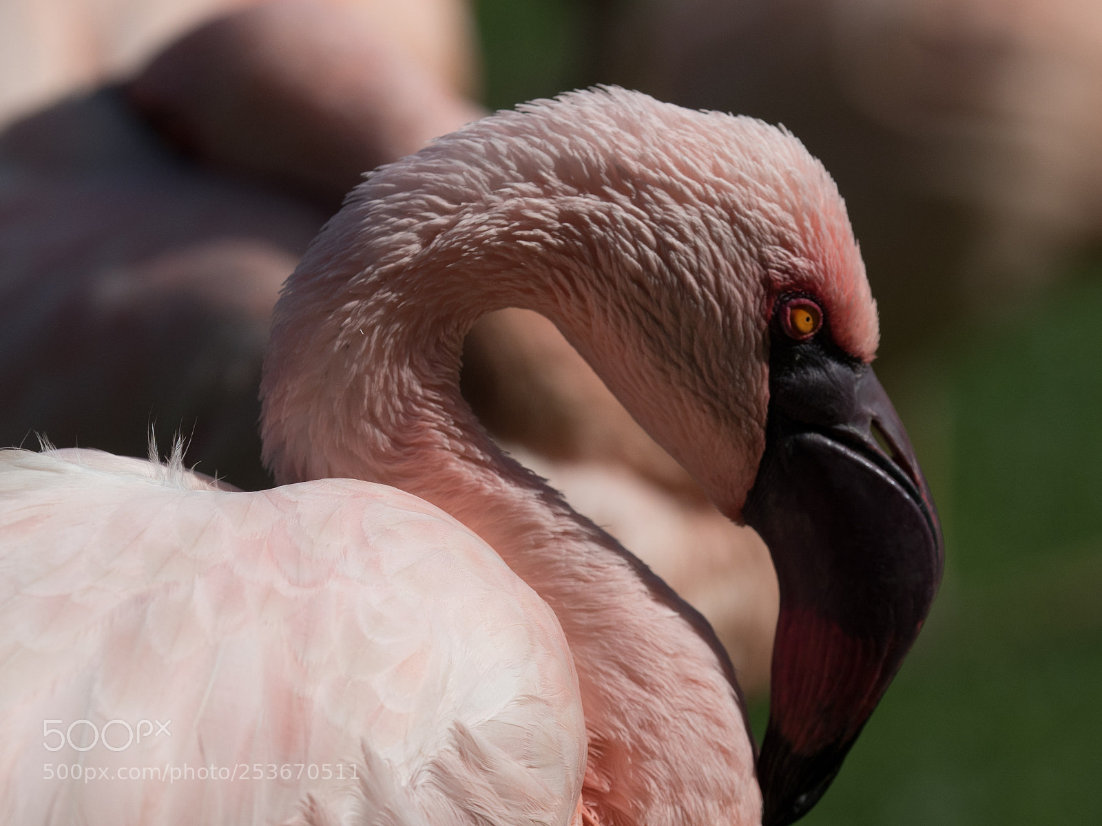 Olympus OM-D E-M5 II sample photo. Flamingo photography
