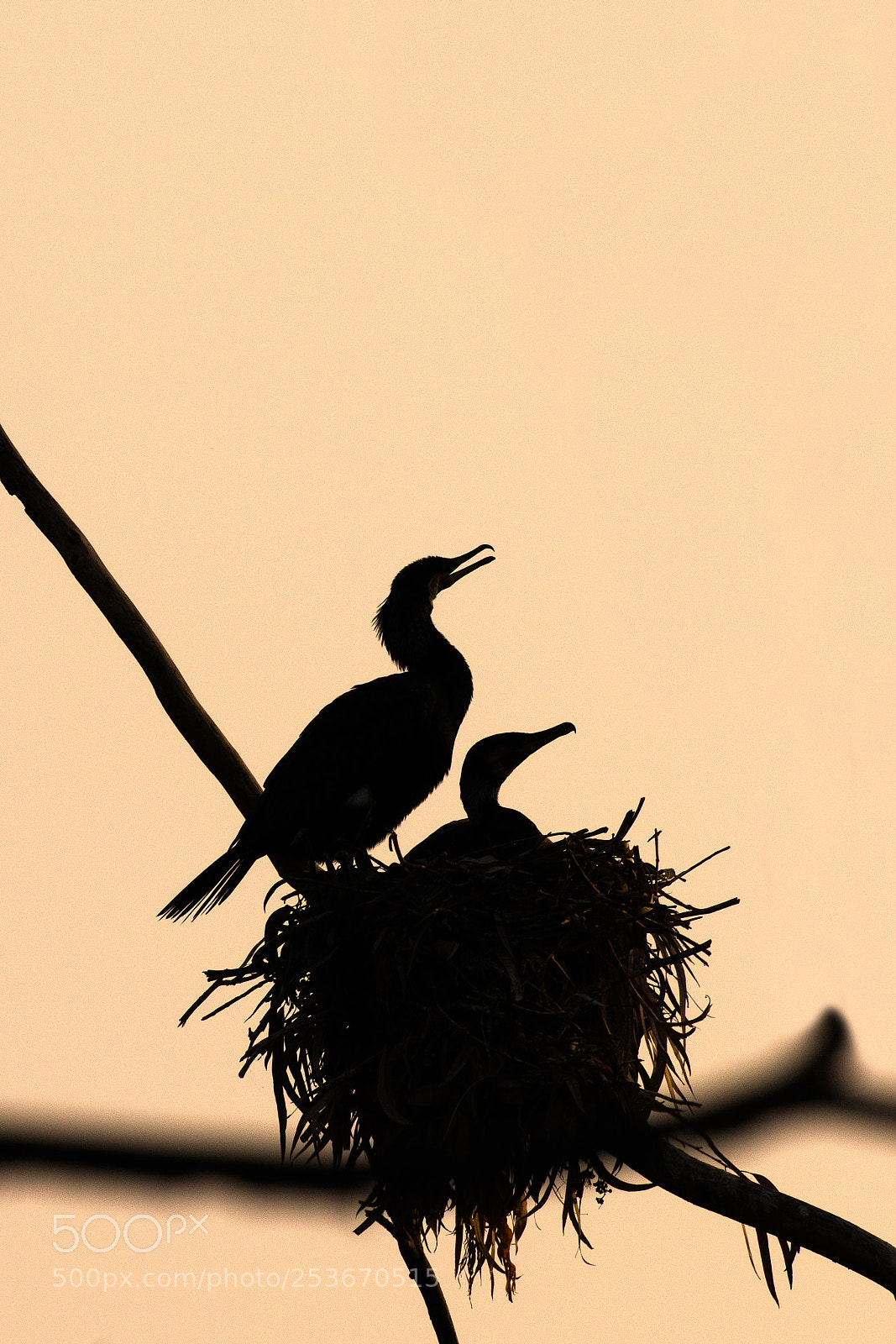 Canon EOS 80D sample photo. Silhouette of nesting cormorants photography