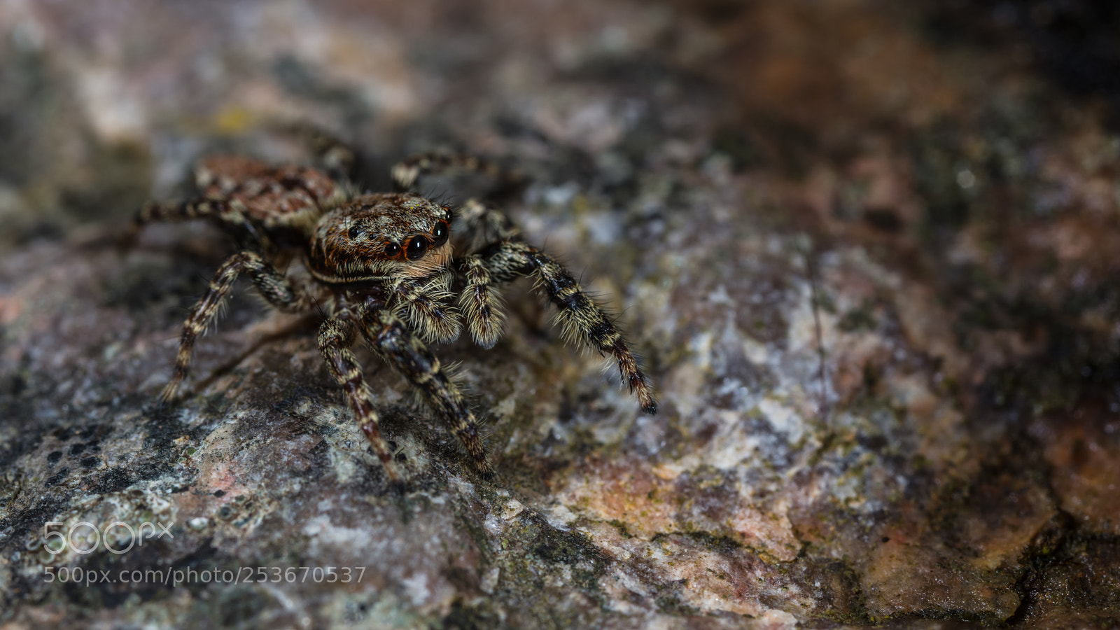 Canon EOS 5DS R sample photo. Salticidae photography