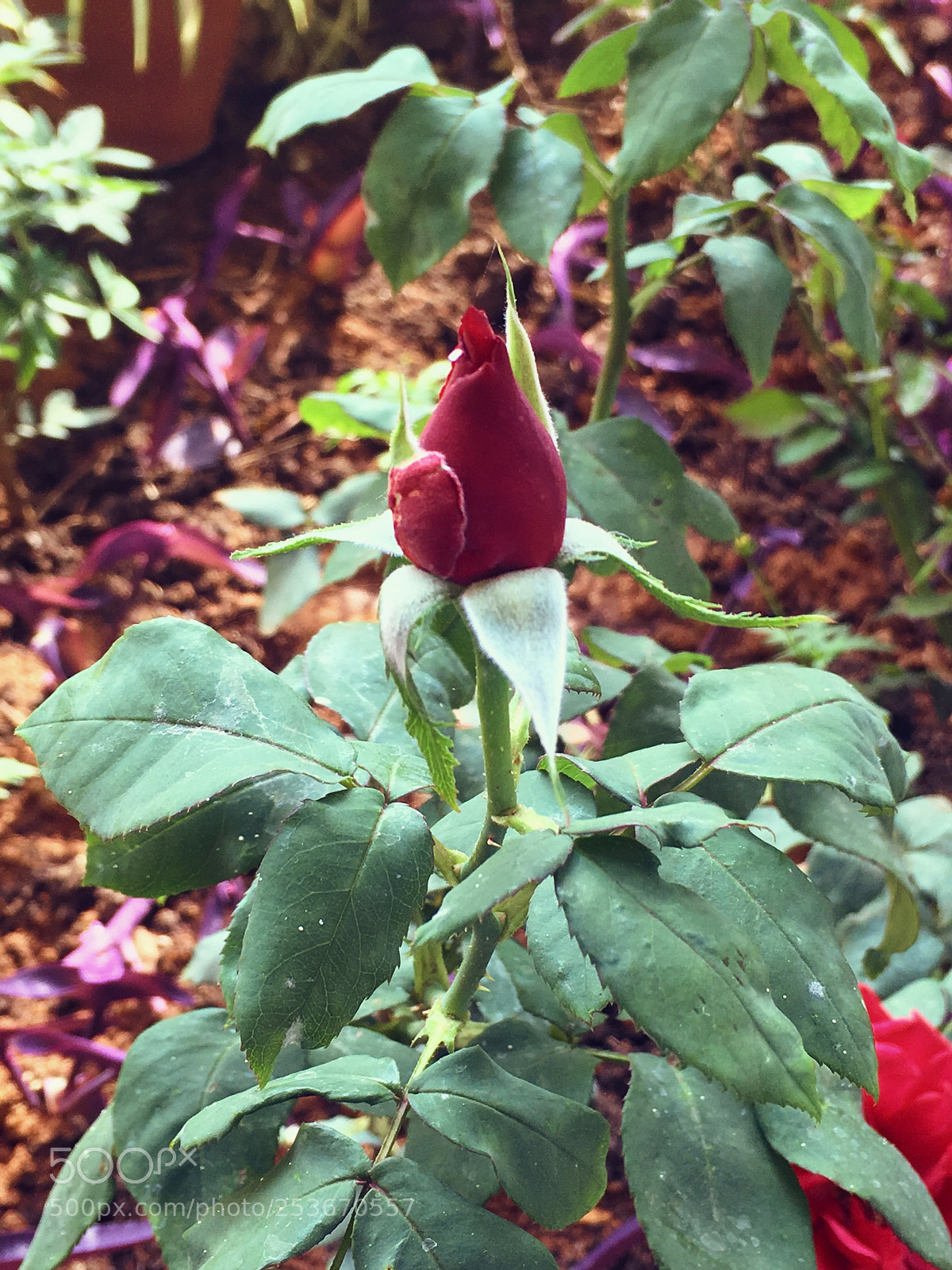 Apple iPhone SE sample photo. Rose photography