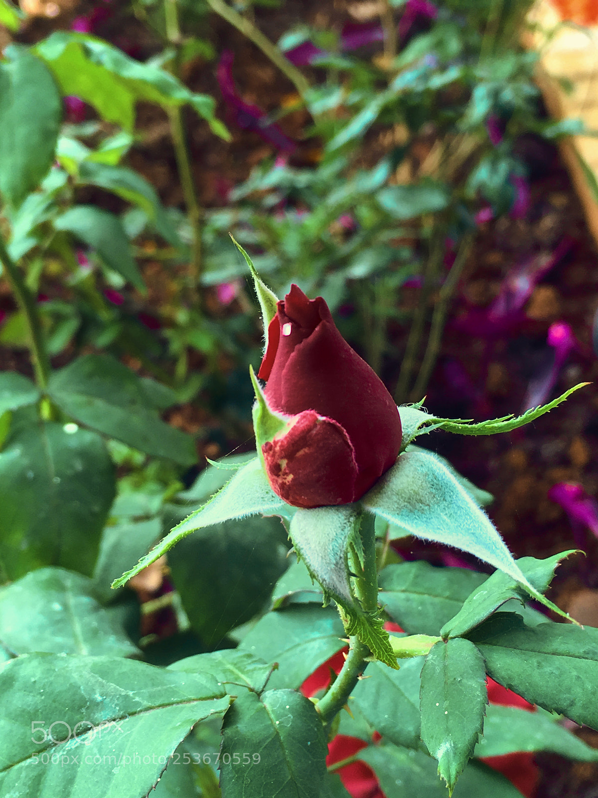 Apple iPhone SE sample photo. Rose photography