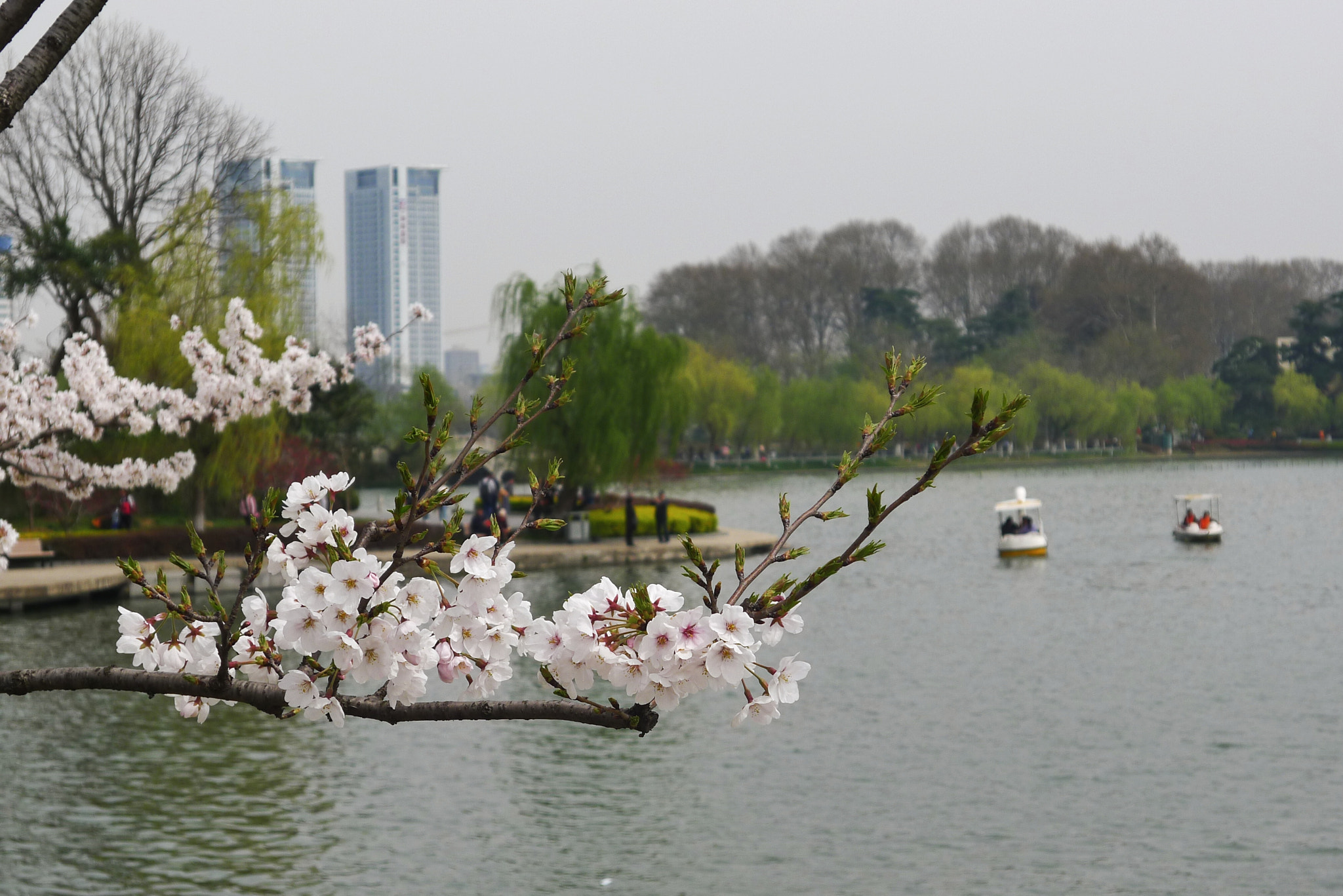 Panasonic Lumix DMC-LX5 sample photo. 玄武湖樱花 photography