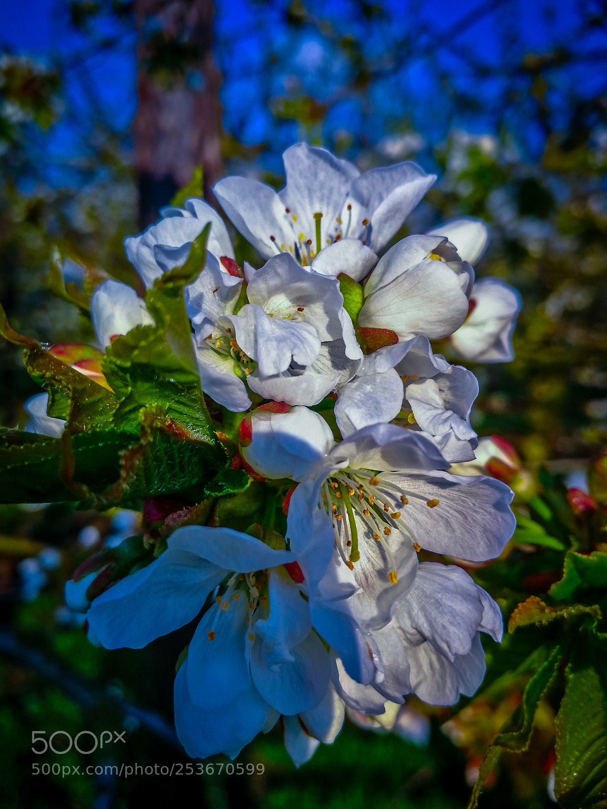 HUAWEI P10 sample photo. Kersenbloesems photography