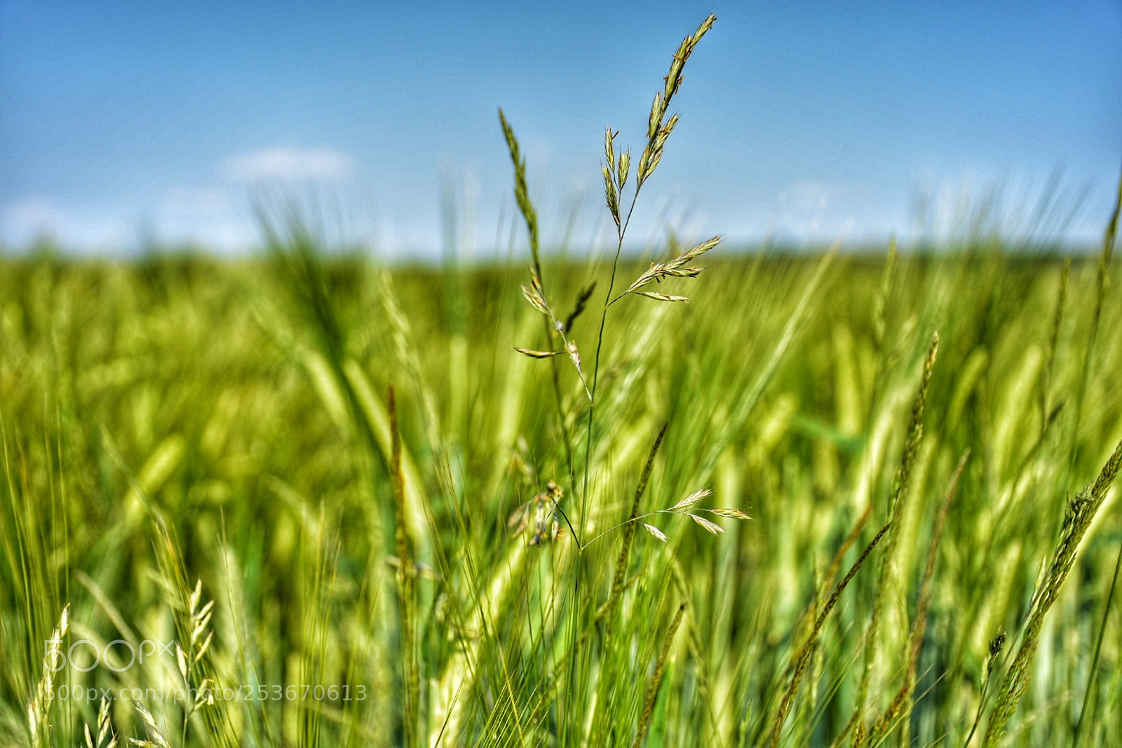 Nikon D7200 sample photo. Green and blue photography
