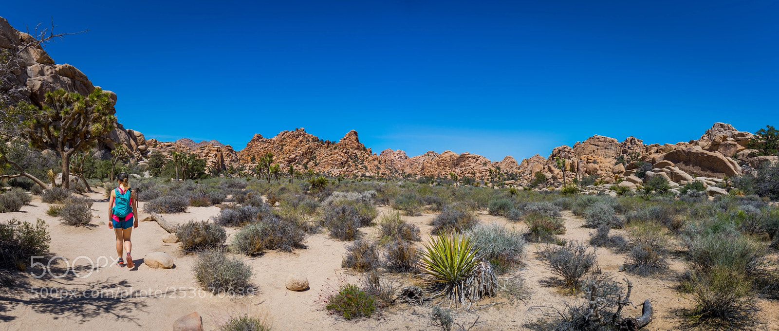 Pentax K-3 II sample photo. Panorama joshua photography