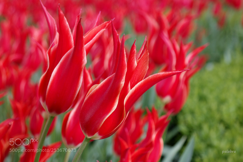 Samsung NX30 sample photo. ... photography