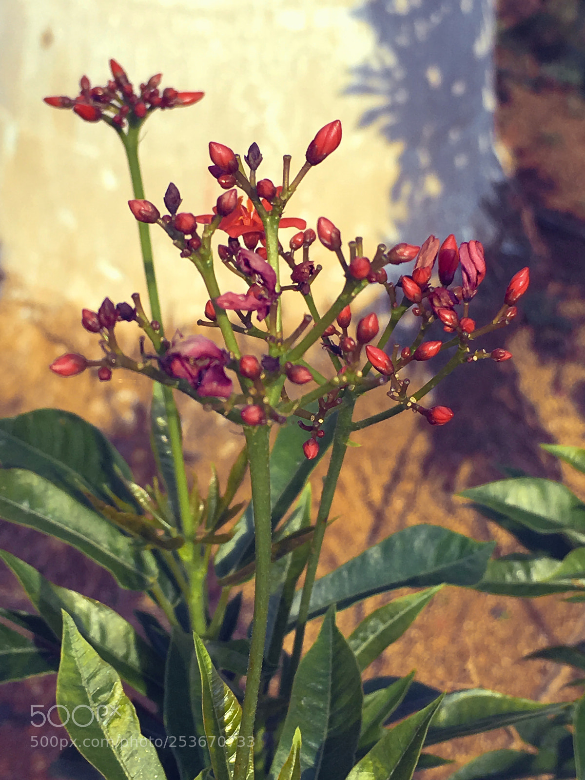 Apple iPhone SE sample photo. Flowers and colors photography