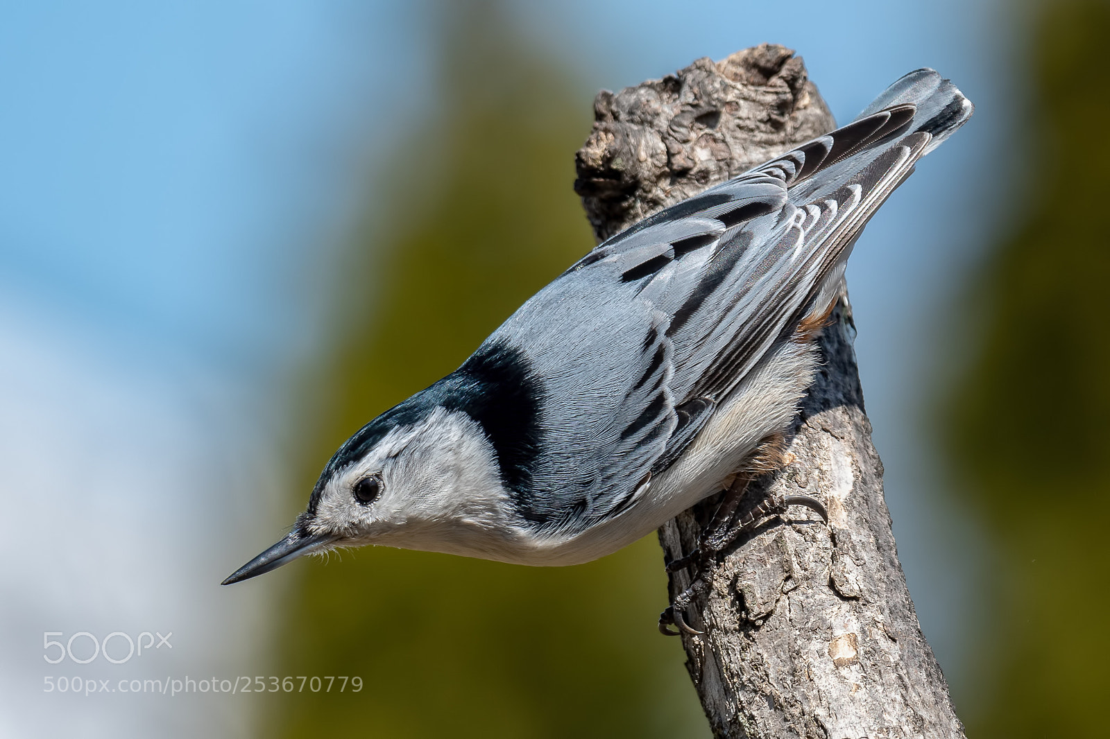 Nikon D500 sample photo. Nuthatch photography