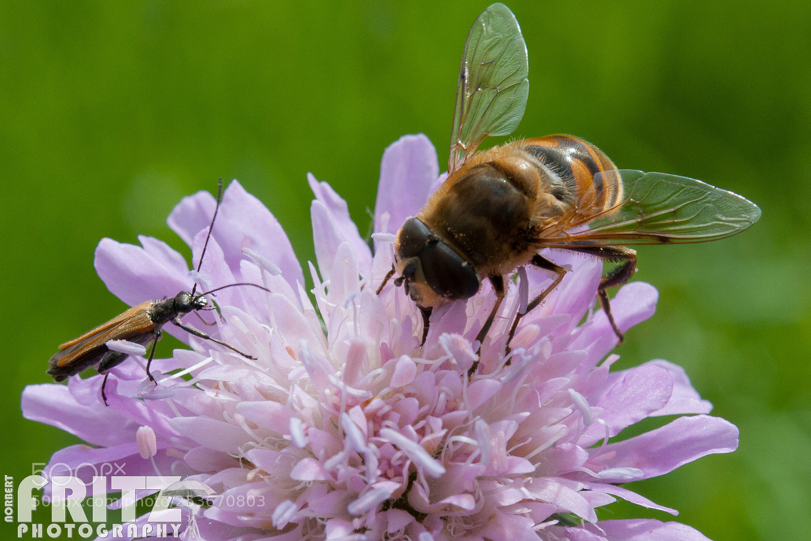 Canon EOS 40D sample photo. Mistbiene und gemeiner scheinbockk photography