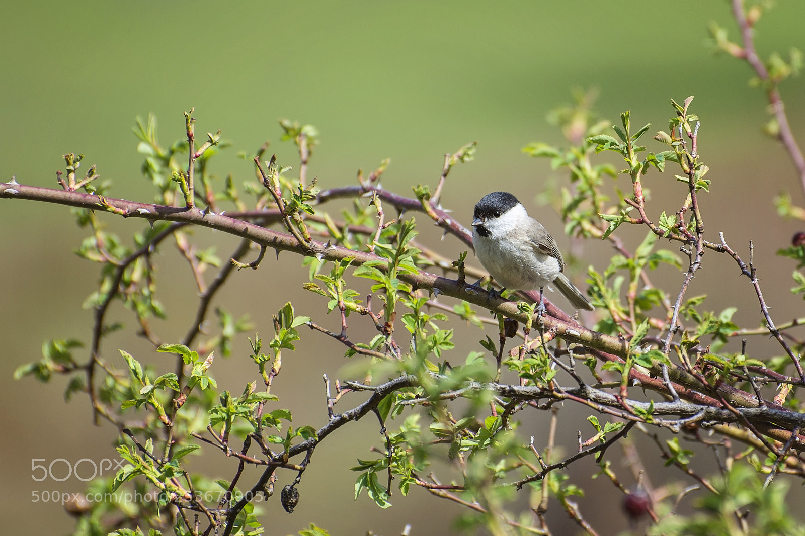 Nikon D7200 sample photo. Tit bird, parus palustris photography