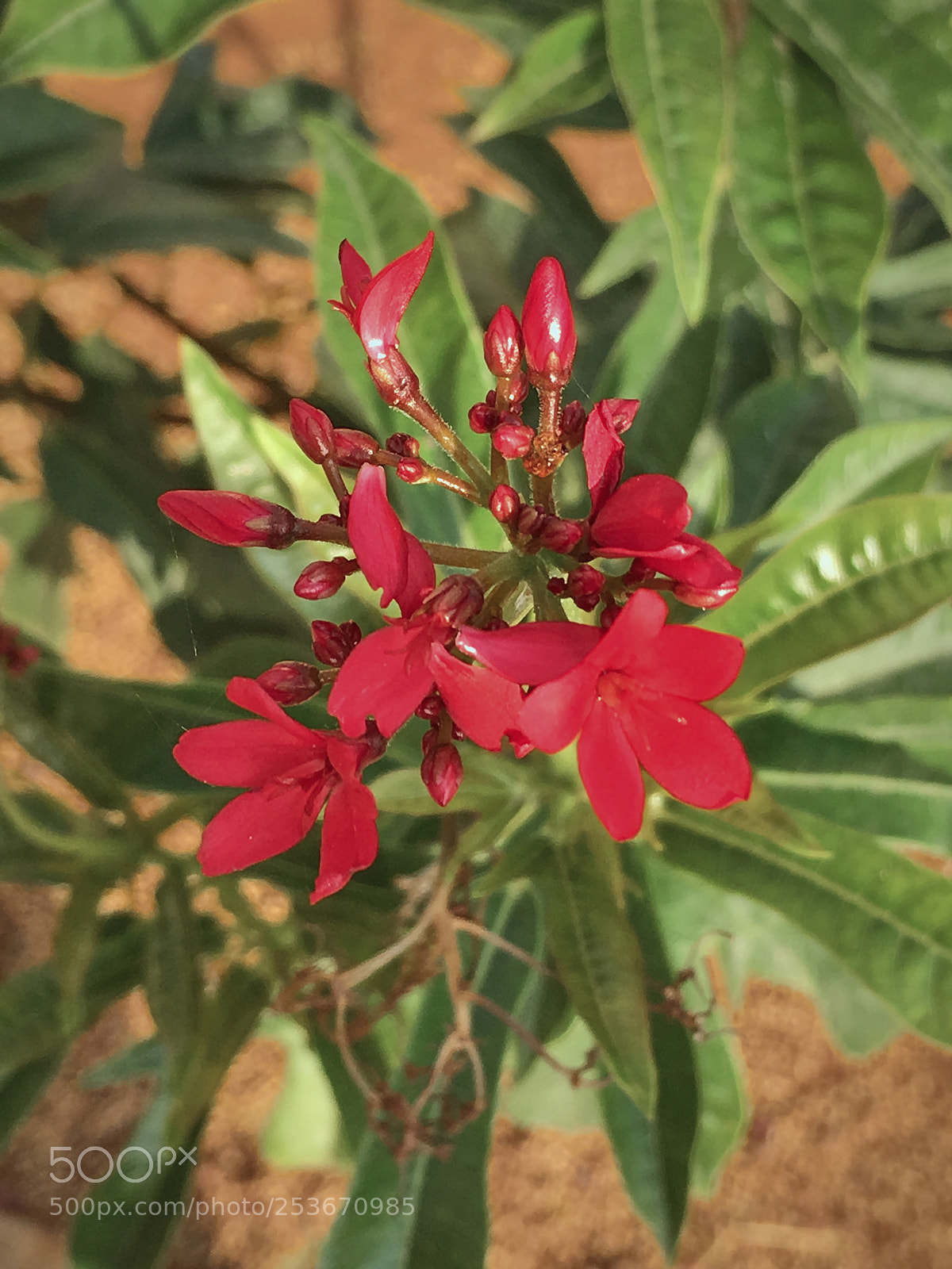 Apple iPhone SE sample photo. Flowers and colors photography