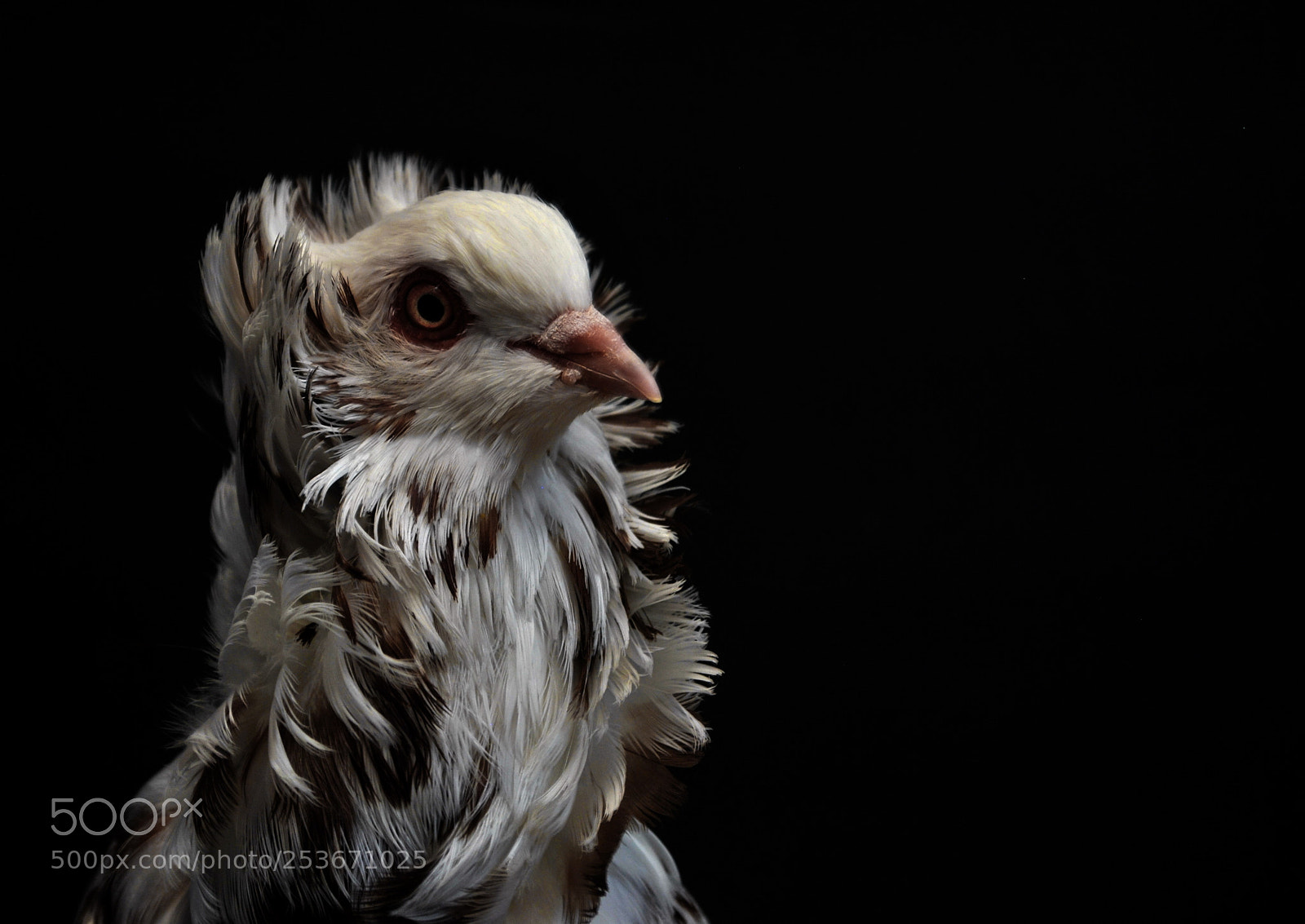 Nikon D3000 sample photo. Capuchin pigeon photography