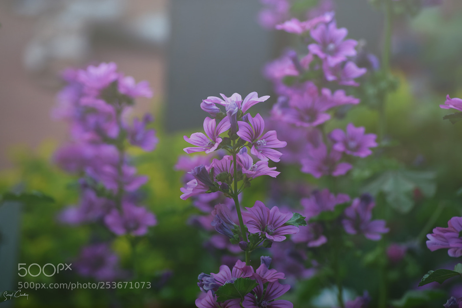 Nikon D3300 sample photo. Spring!! photography
