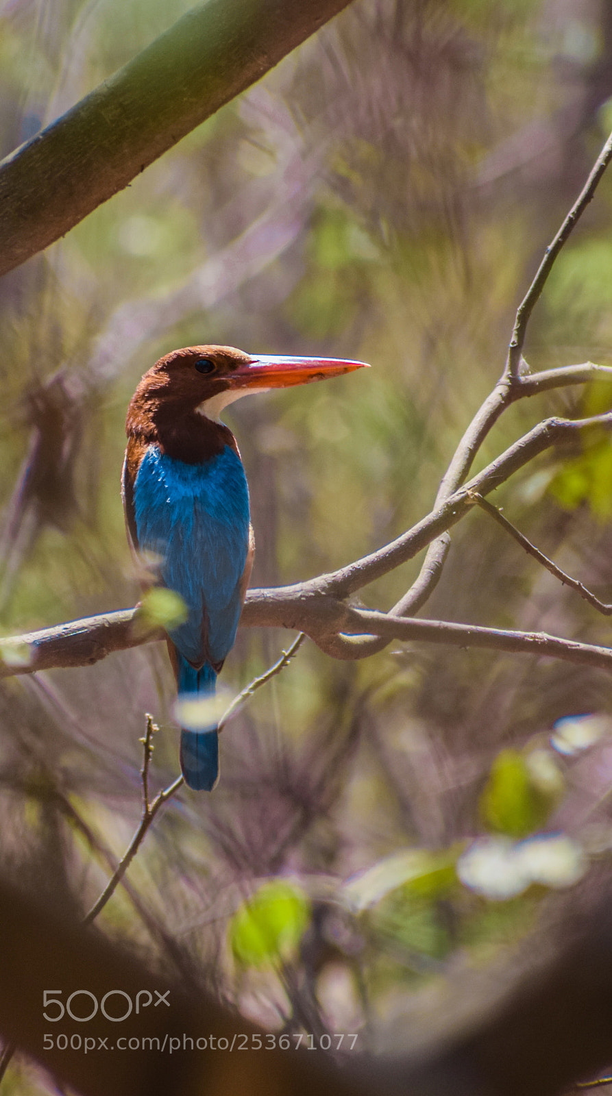 Nikon D5300 sample photo. Birds ! photography