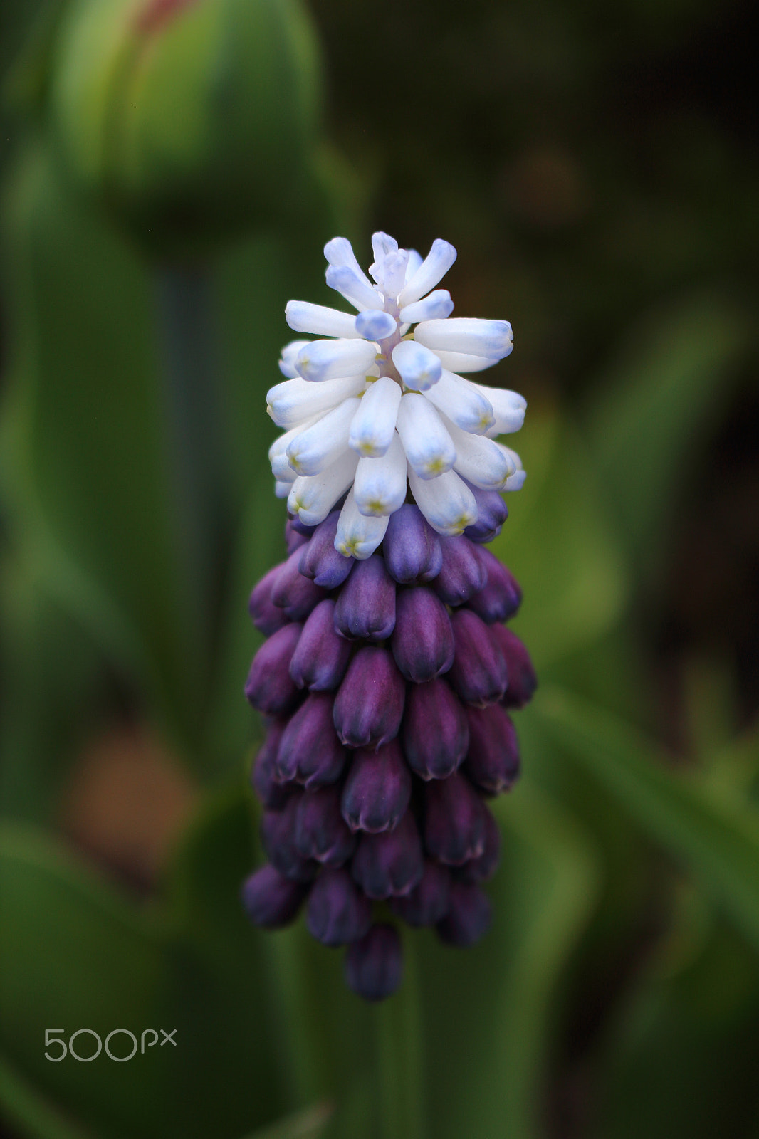 Canon EOS 100D (EOS Rebel SL1 / EOS Kiss X7) sample photo. Grape hyacinth photography