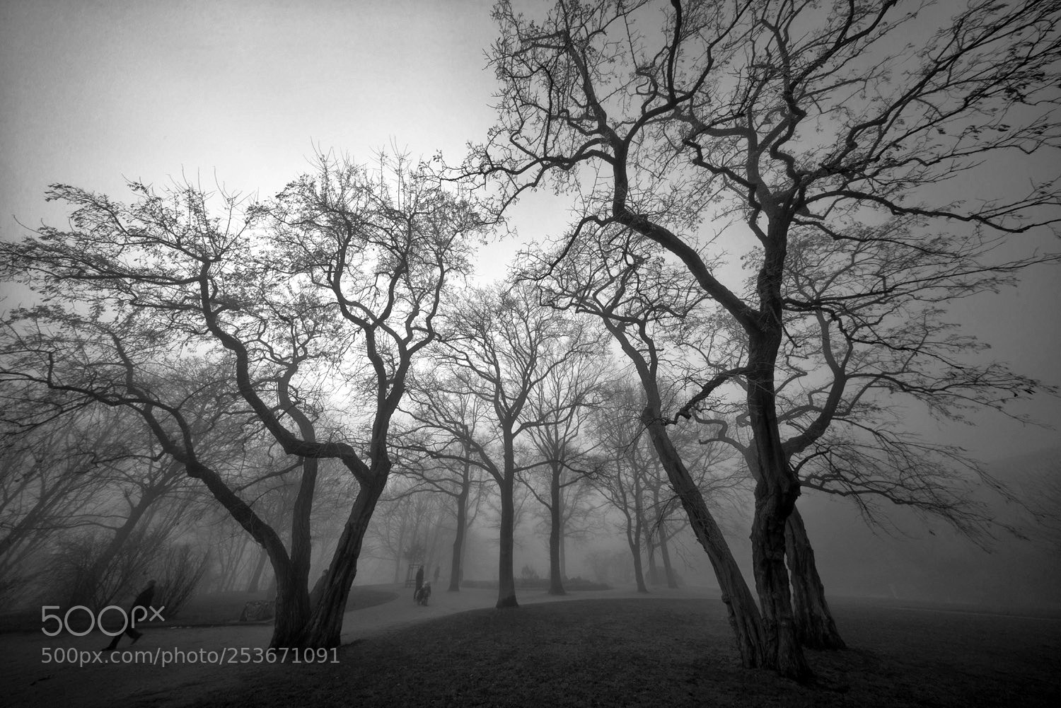 Sony a7R sample photo. Ghost trees photography