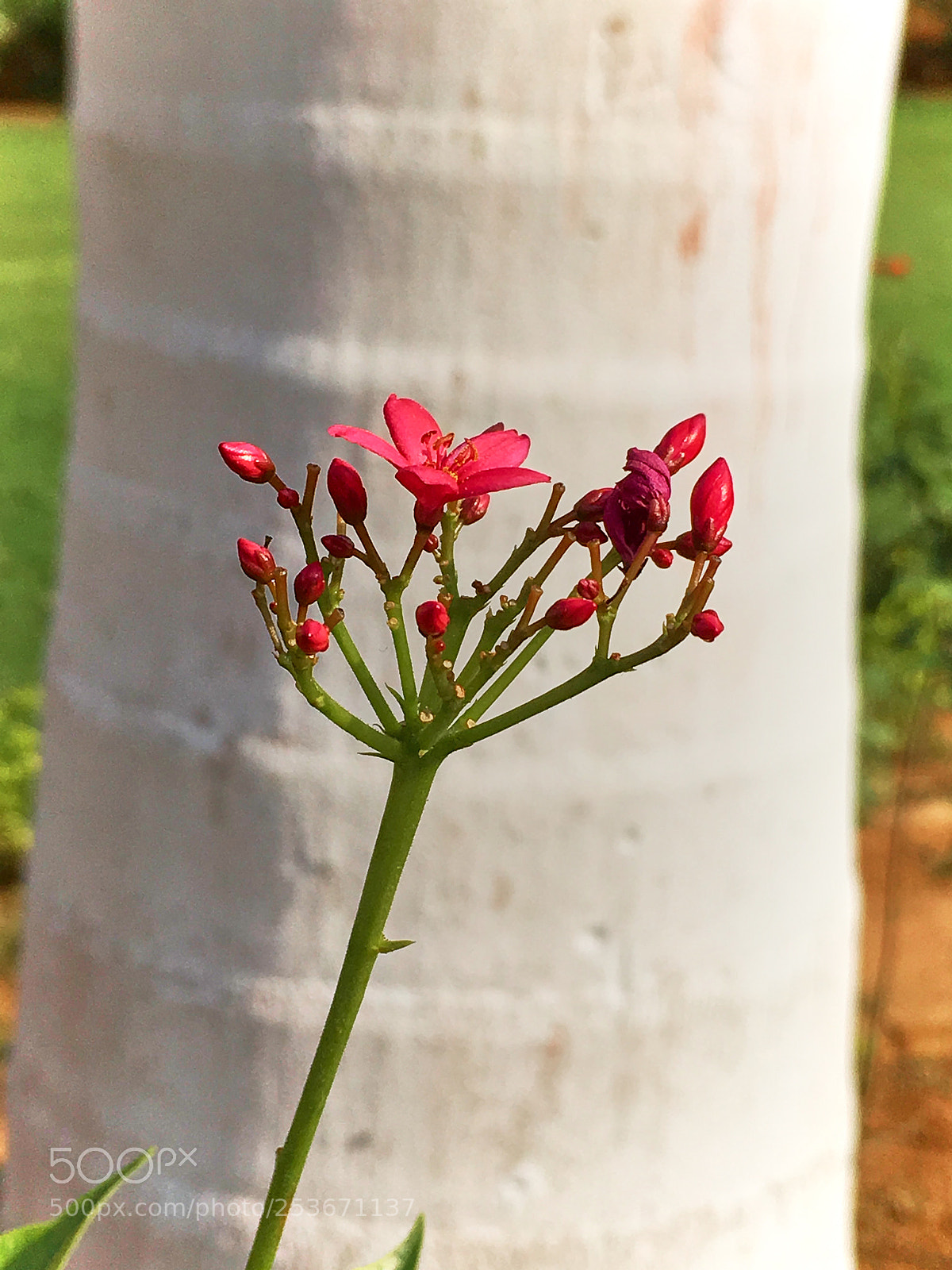 Apple iPhone SE sample photo. Flowers and colors photography