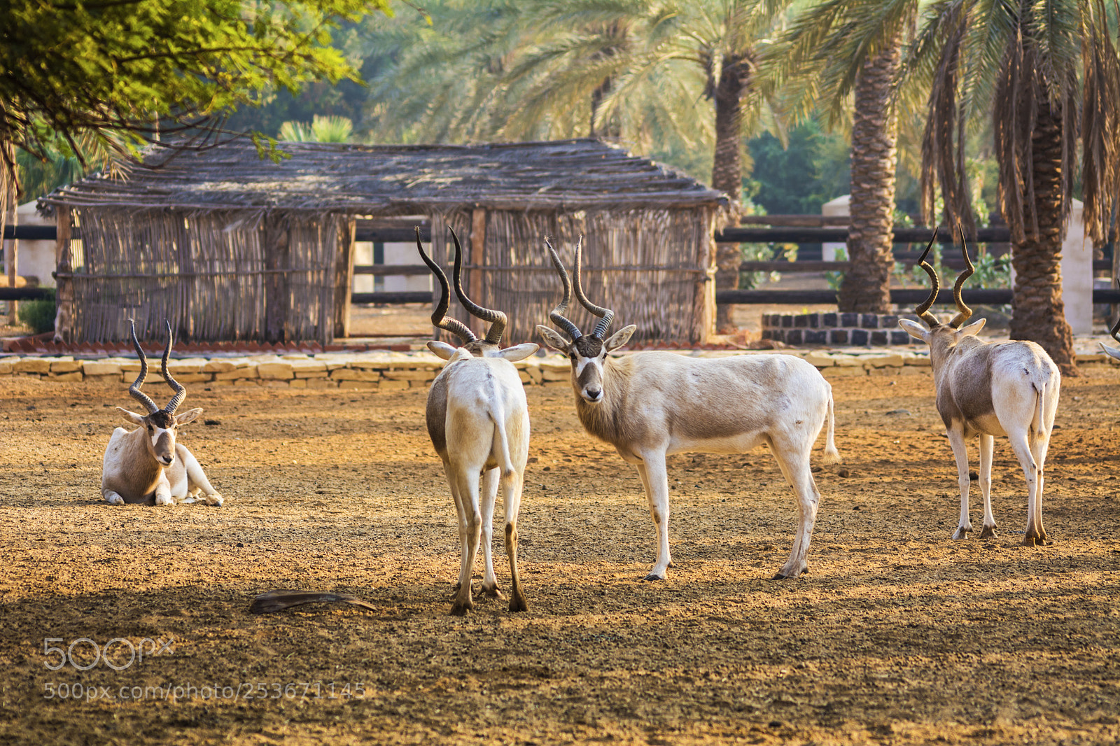 Nikon D7100 sample photo. White antelope photography