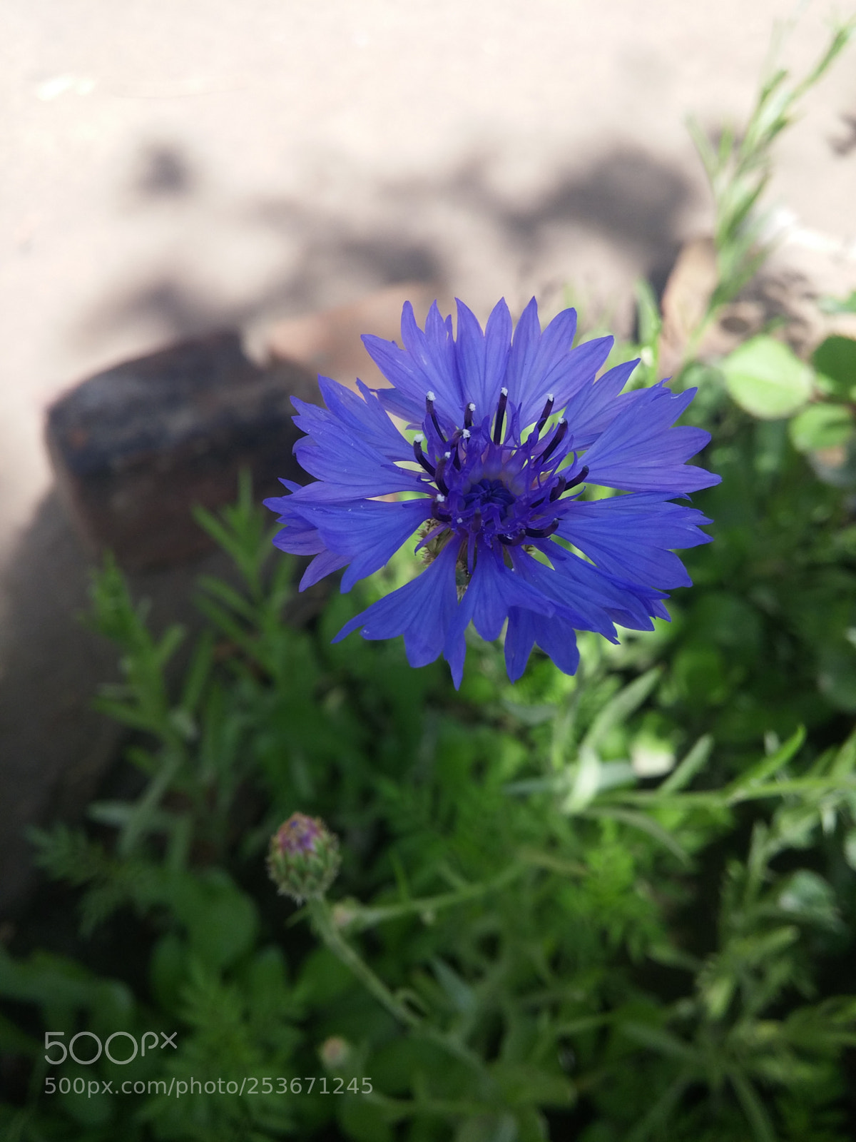 LG G3 sample photo. Blue flower photography