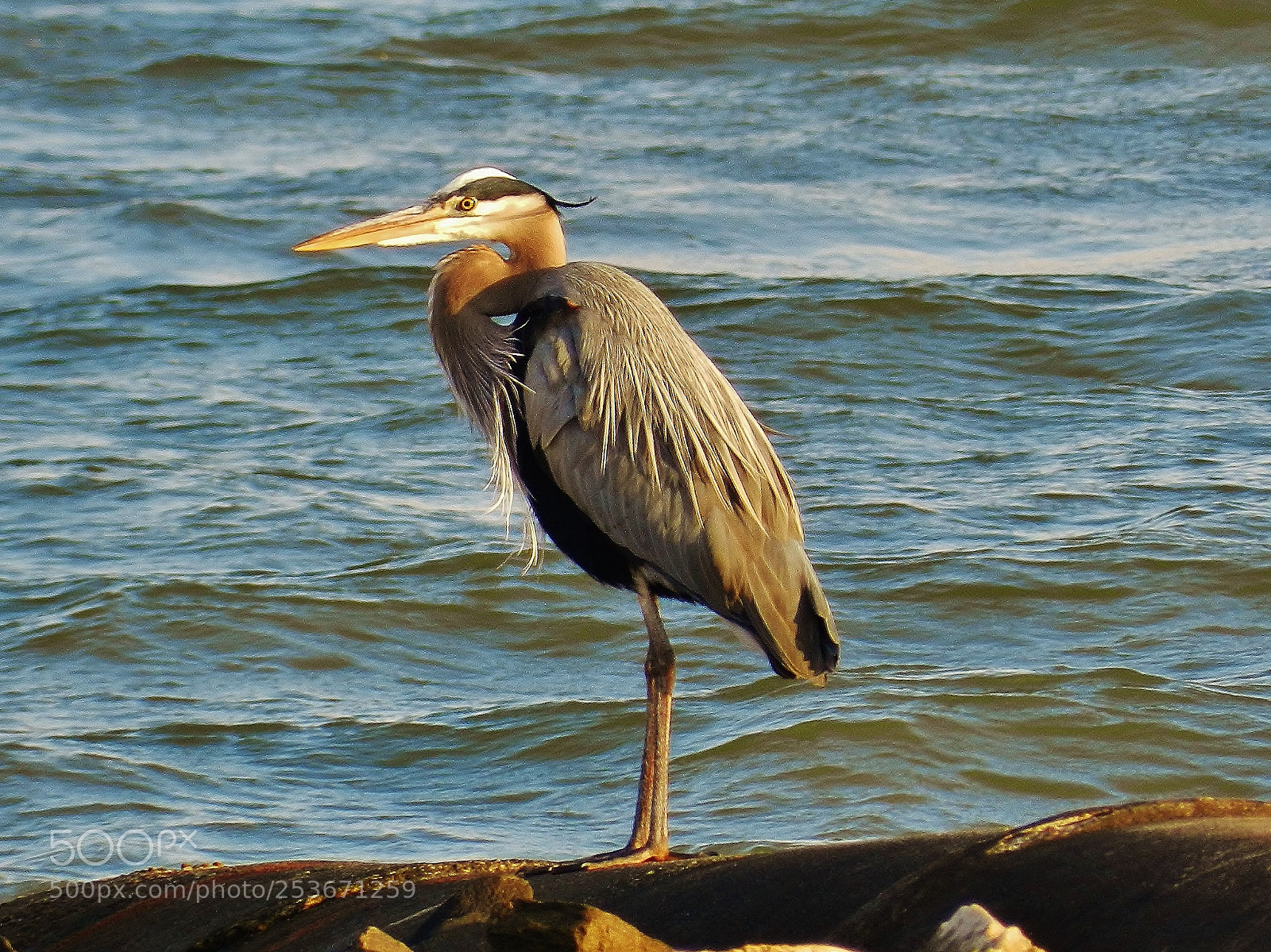 Nikon Coolpix P500 sample photo. Great blue heron 2018 photography