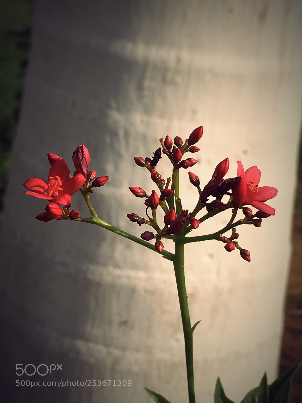 Apple iPhone SE sample photo. Flowers and colors photography