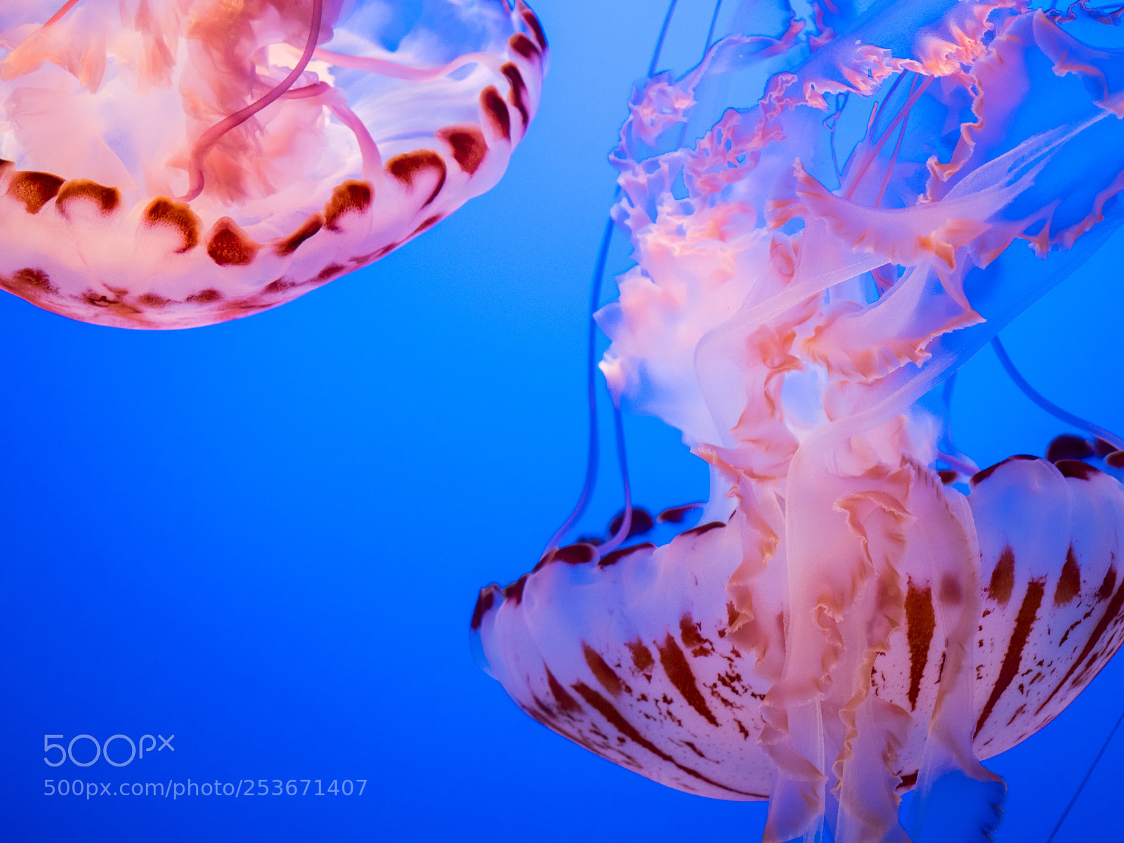 Olympus OM-D E-M1 Mark II sample photo. Jelly drops photography