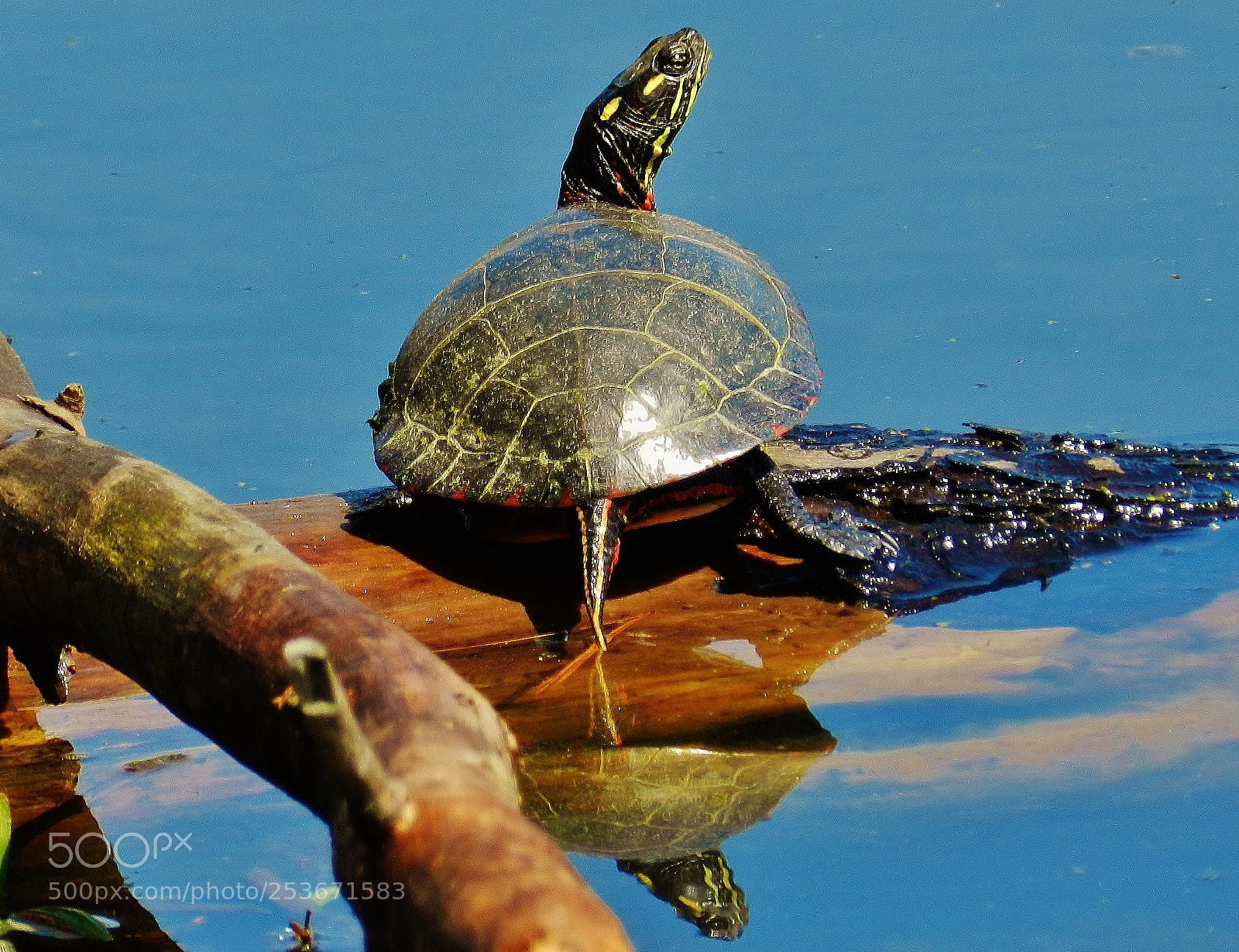 Nikon Coolpix P500 sample photo. Painted turtle 2018 photography