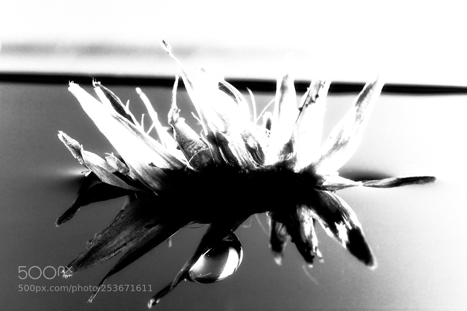 Canon EOS 5D Mark IV sample photo. Dead flower photography