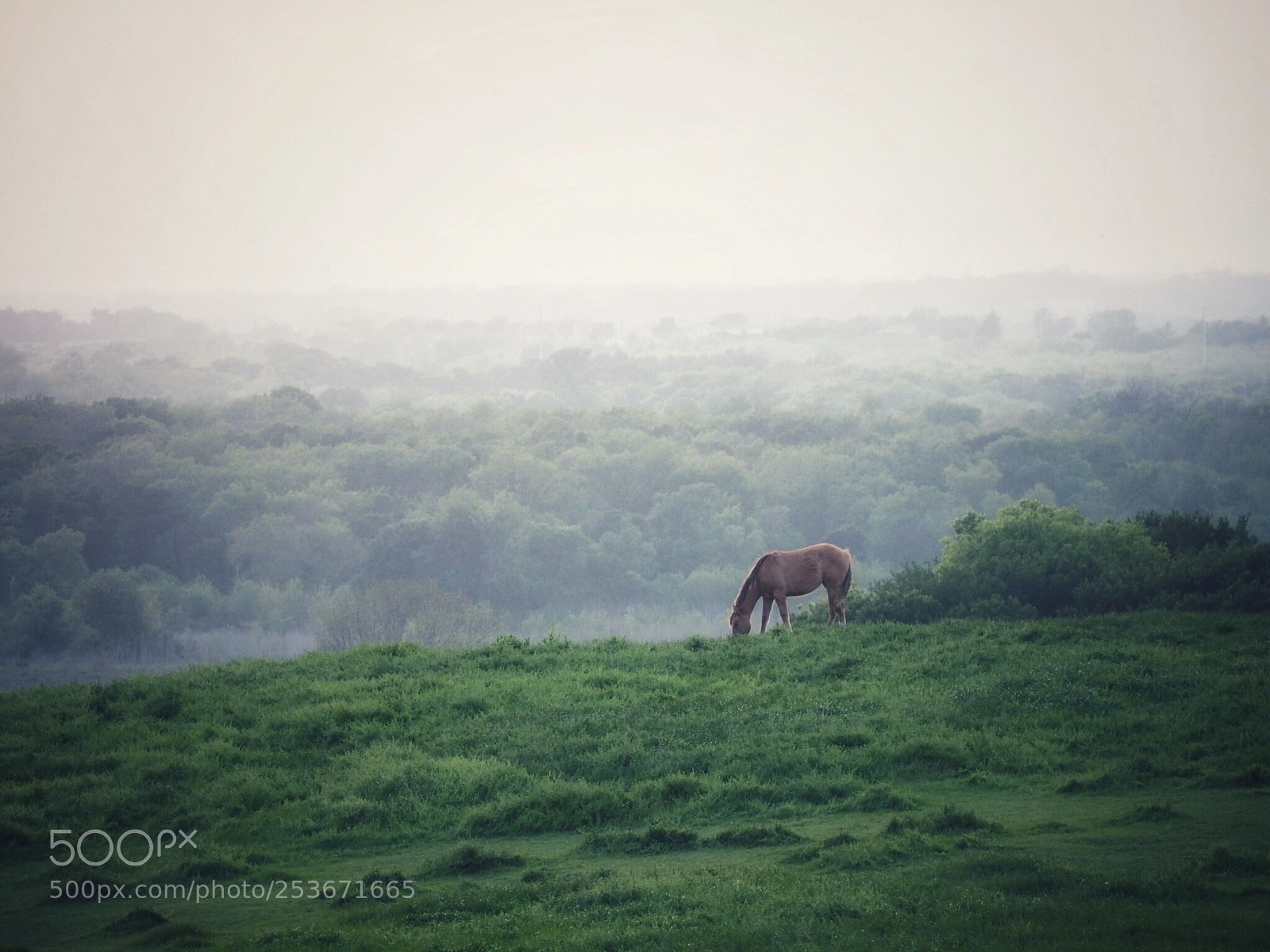 Olympus OM-D E-M10 sample photo. Texas photography