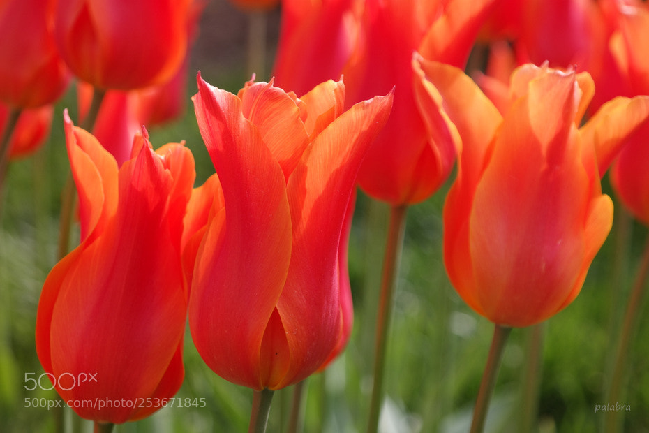 Samsung NX30 sample photo. ... photography