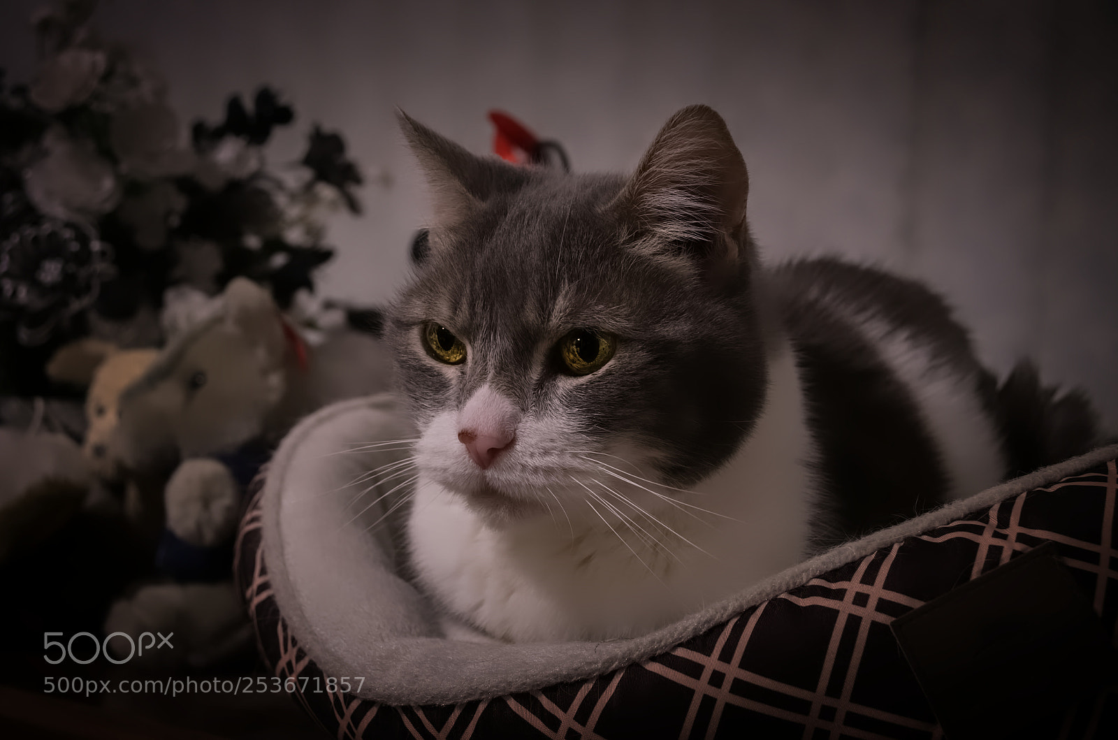 Pentax K-50 sample photo. Serious sitting photography