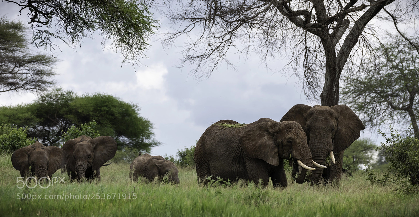 Nikon D810 sample photo. Stay together photography