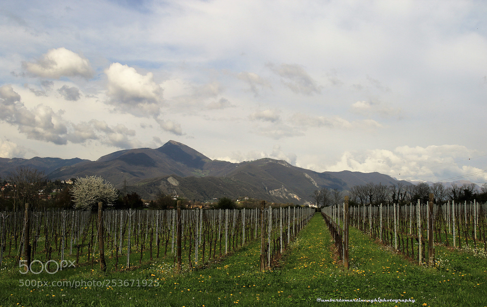 Canon EOS 7D Mark II sample photo. "franciacorta",land of vineyards photography