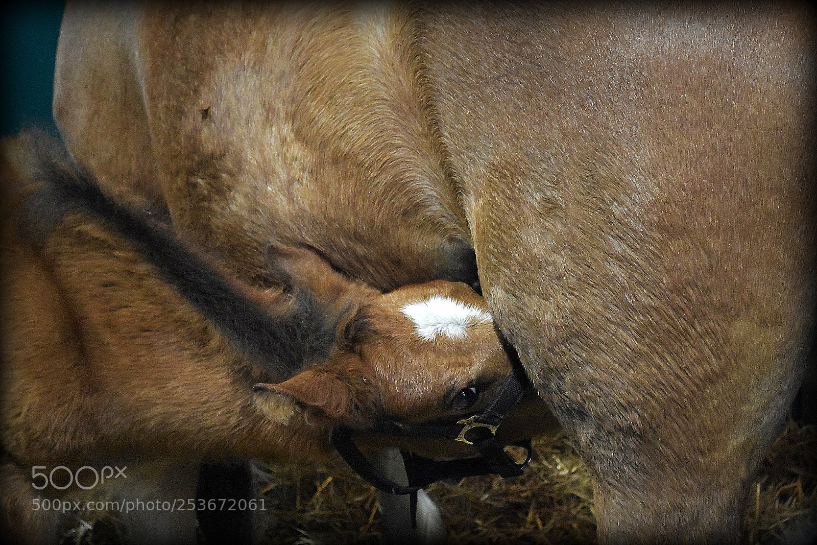 Nikon D7200 sample photo. "fohlen-an der offa" photography