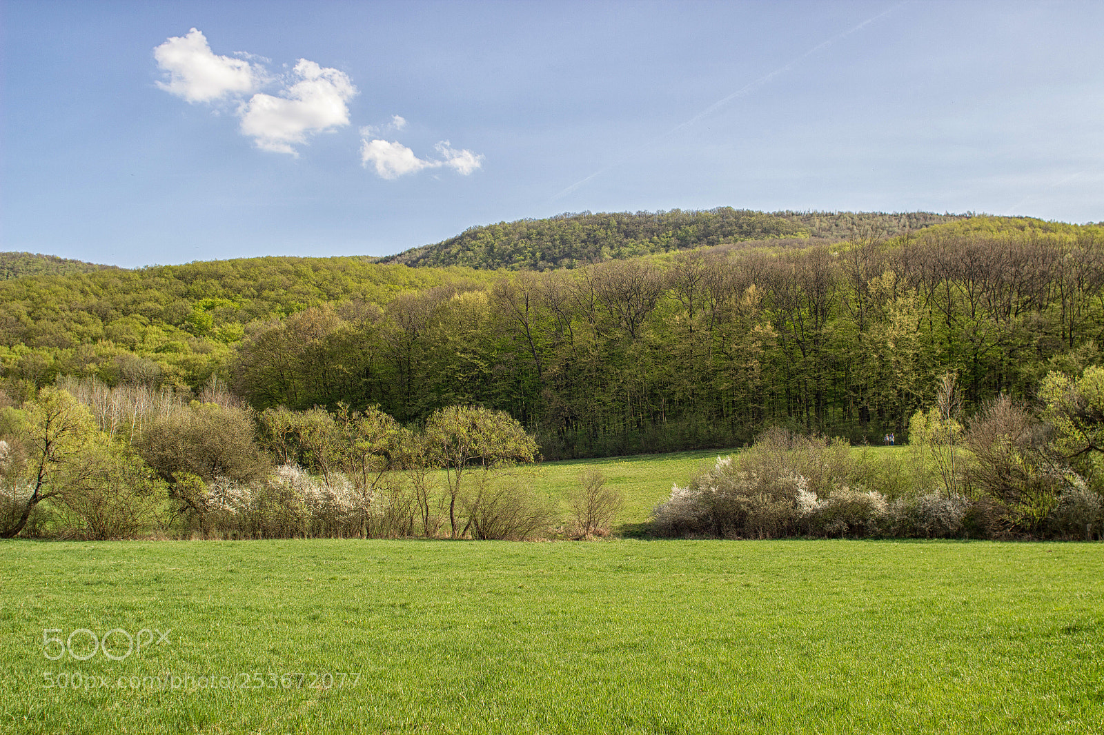 Canon EOS 600D (Rebel EOS T3i / EOS Kiss X5) sample photo. Spring forest photography