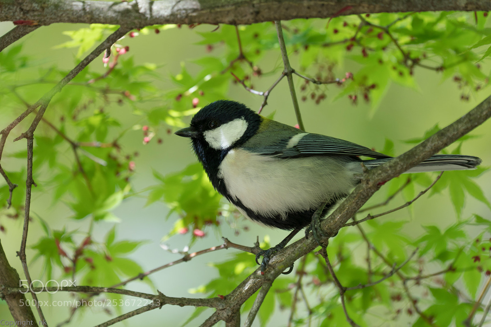 Sony a7R III sample photo. Japanese tit  photography