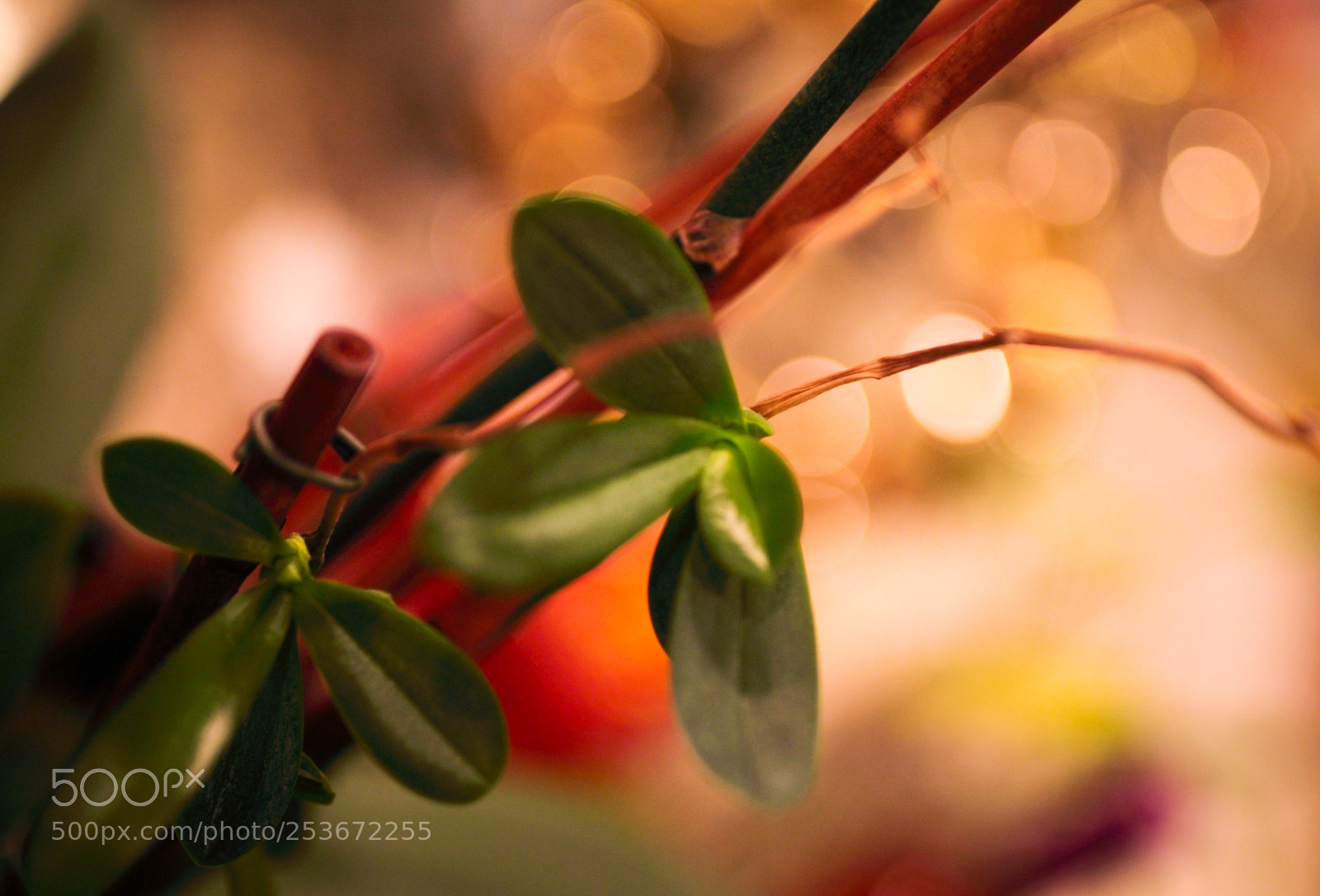 Canon EOS 5D Mark II sample photo. Friends photography