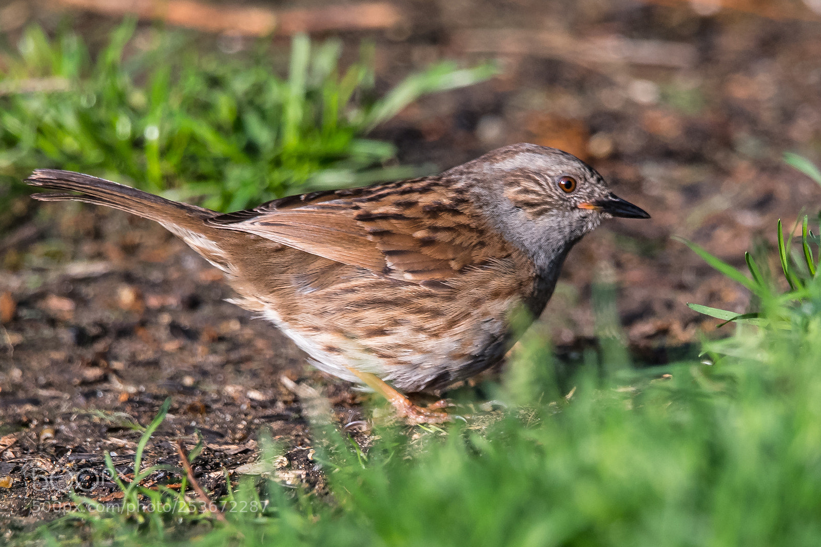 Nikon D850 sample photo. Foraging dunnock photography