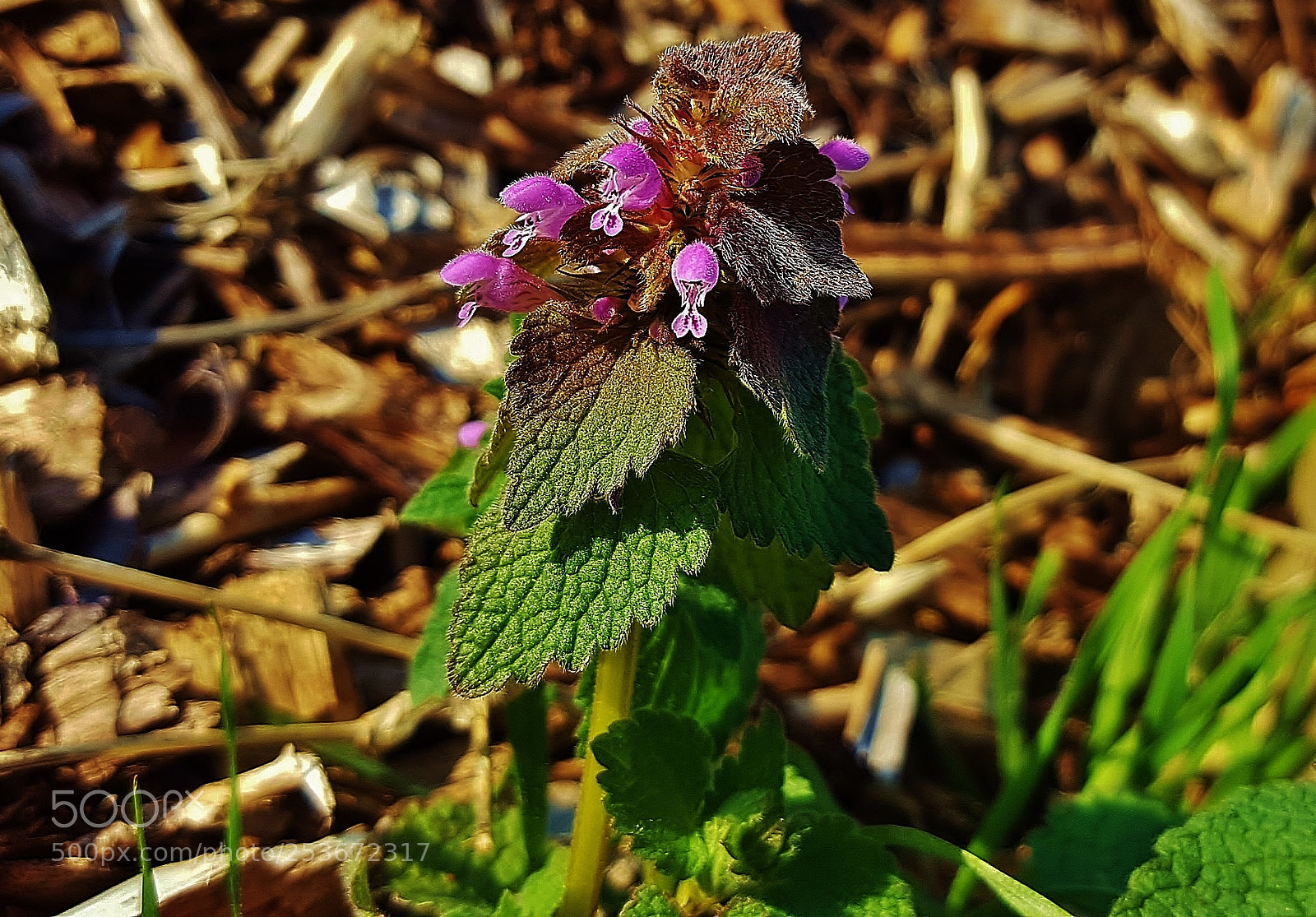 Samsung Galaxy S6 sample photo. Purple deadnettle 2018 photography