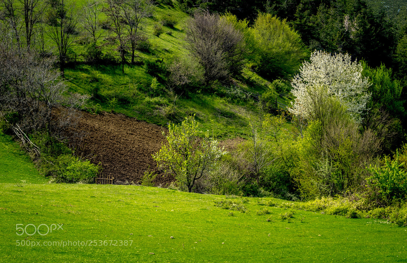 Sony SLT-A68 sample photo. Grassplot photography
